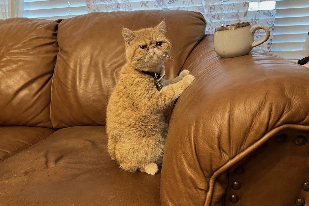 Female exotic shorthair