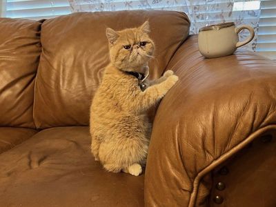 Female exotic shorthair