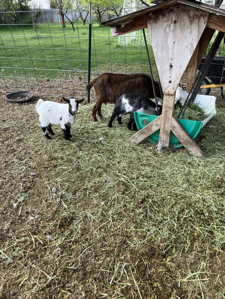 Baby Fainting Pygmy Goats
