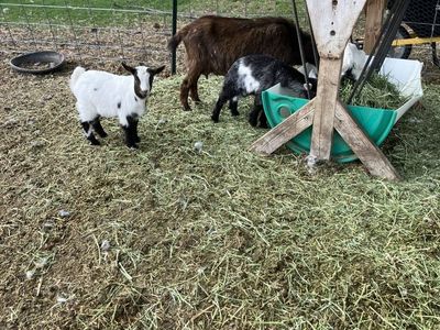 Baby Fainting Pygmy Goats