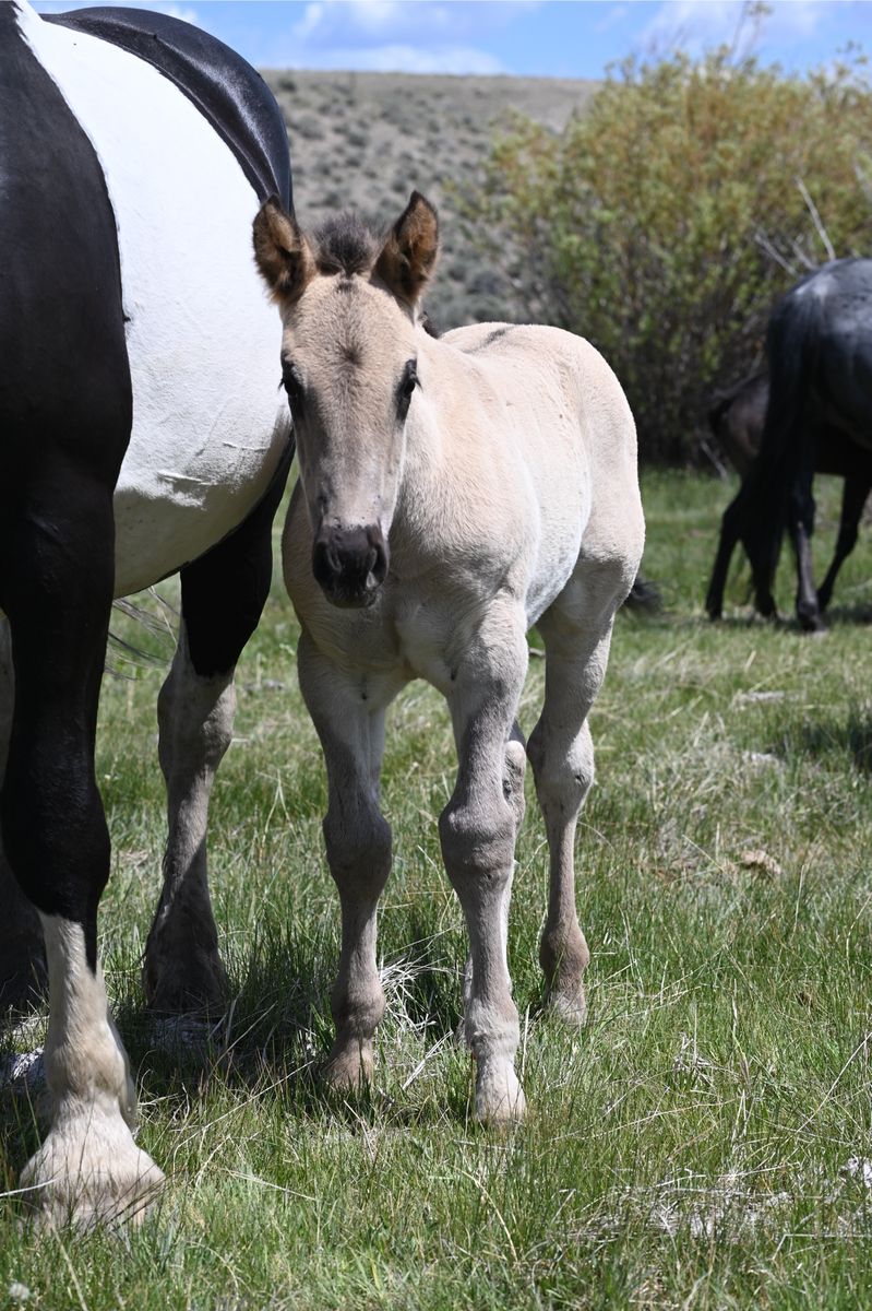 2026 Grullo Roan Half Draft Stud Colt