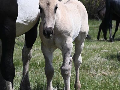 2026 Grullo Roan Half Draft Stud Colt