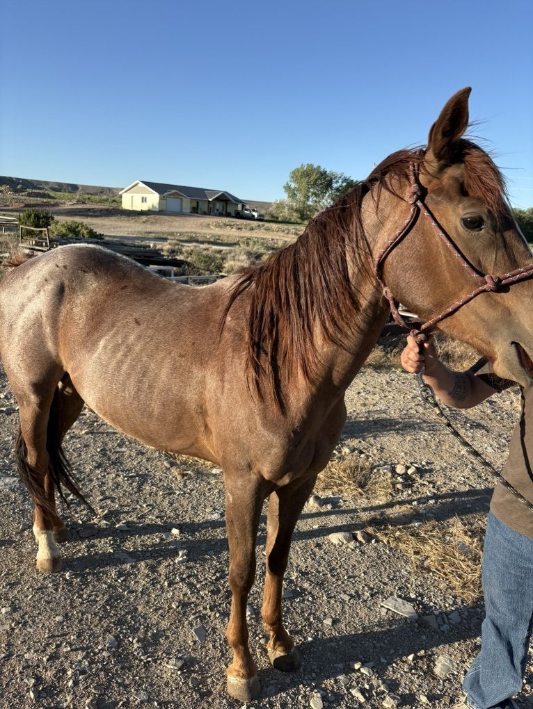 Red Roan