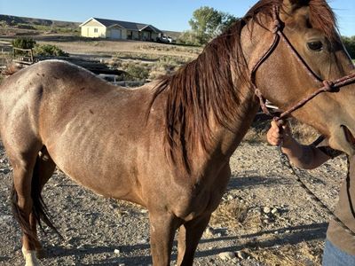 Red Roan
