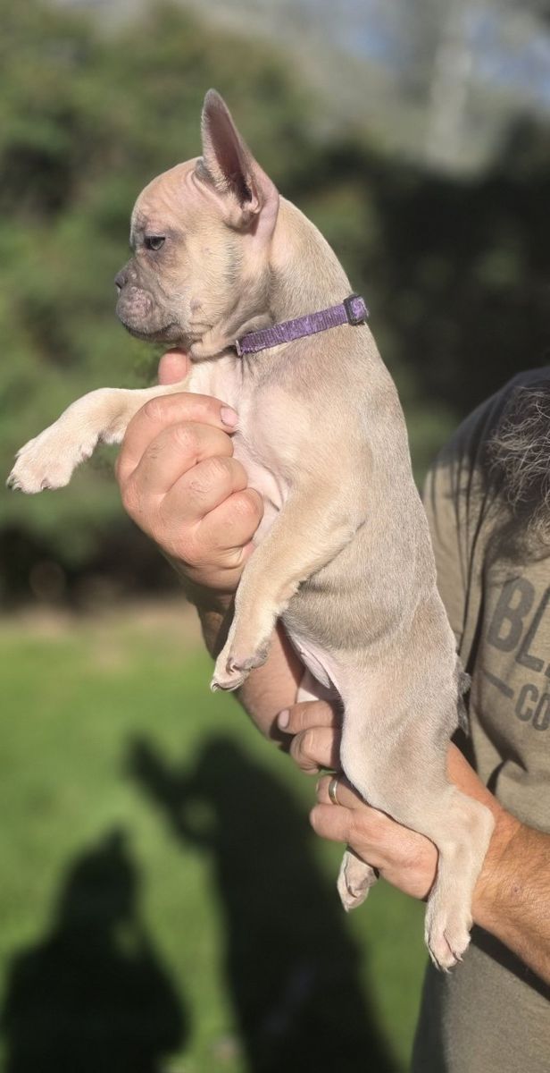 French Bulldog Puppies Blue Fawn AKC