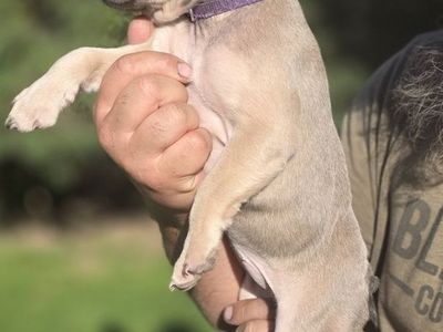 French Bulldog Puppies Blue Fawn AKC