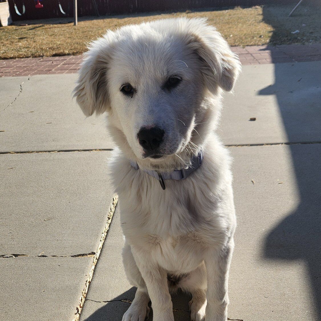 Great Pyrenees/Akbash puppy