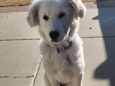 Great Pyrenees/Akbash puppy