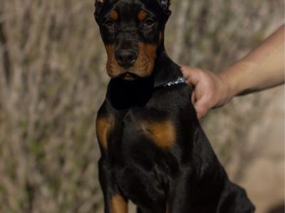 European Doberman Puppies