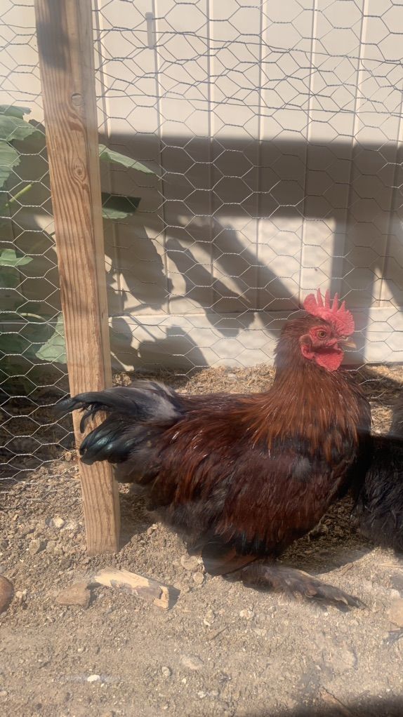 Free Bantam Rooster
