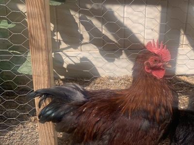 Free Bantam Rooster