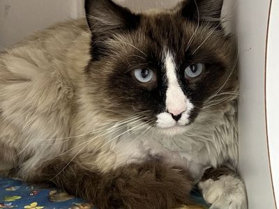 Hello my name is Tupac