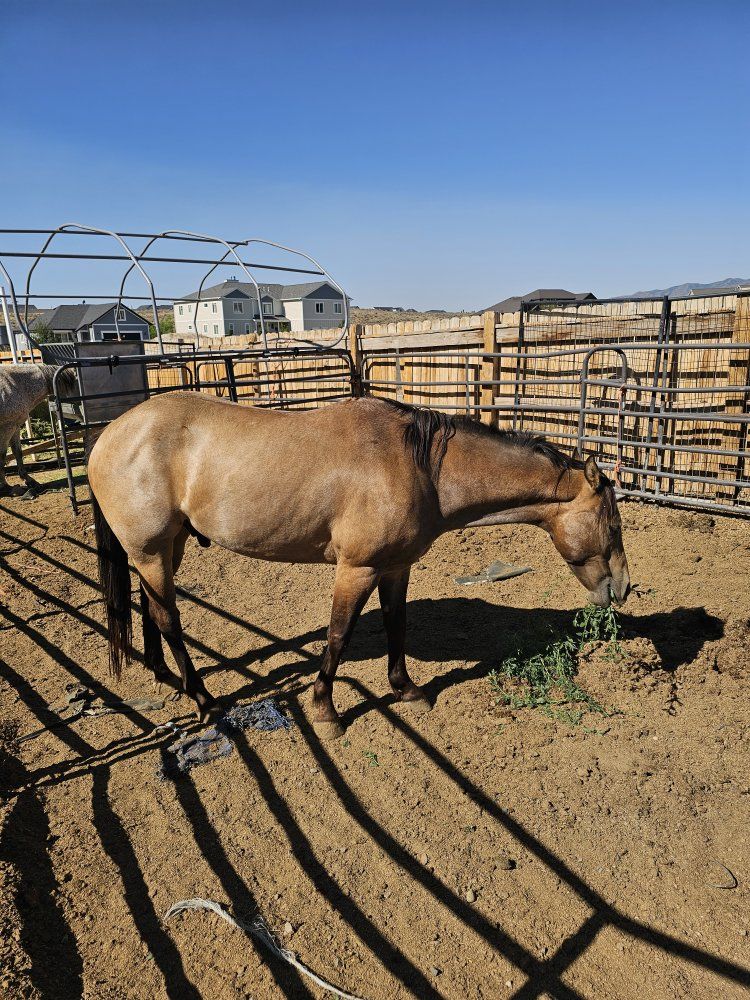 Quarter Horse for Sale - Buckskin, Gelding
