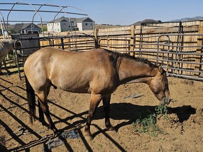 Quarter Horse for Sale - Buckskin, Gelding