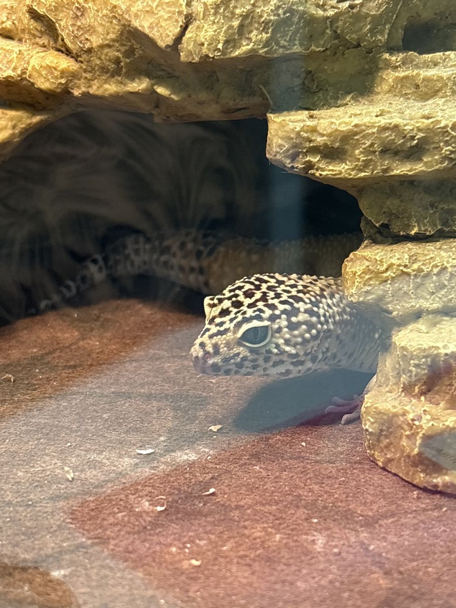Leopard gecko