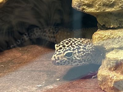 Leopard gecko