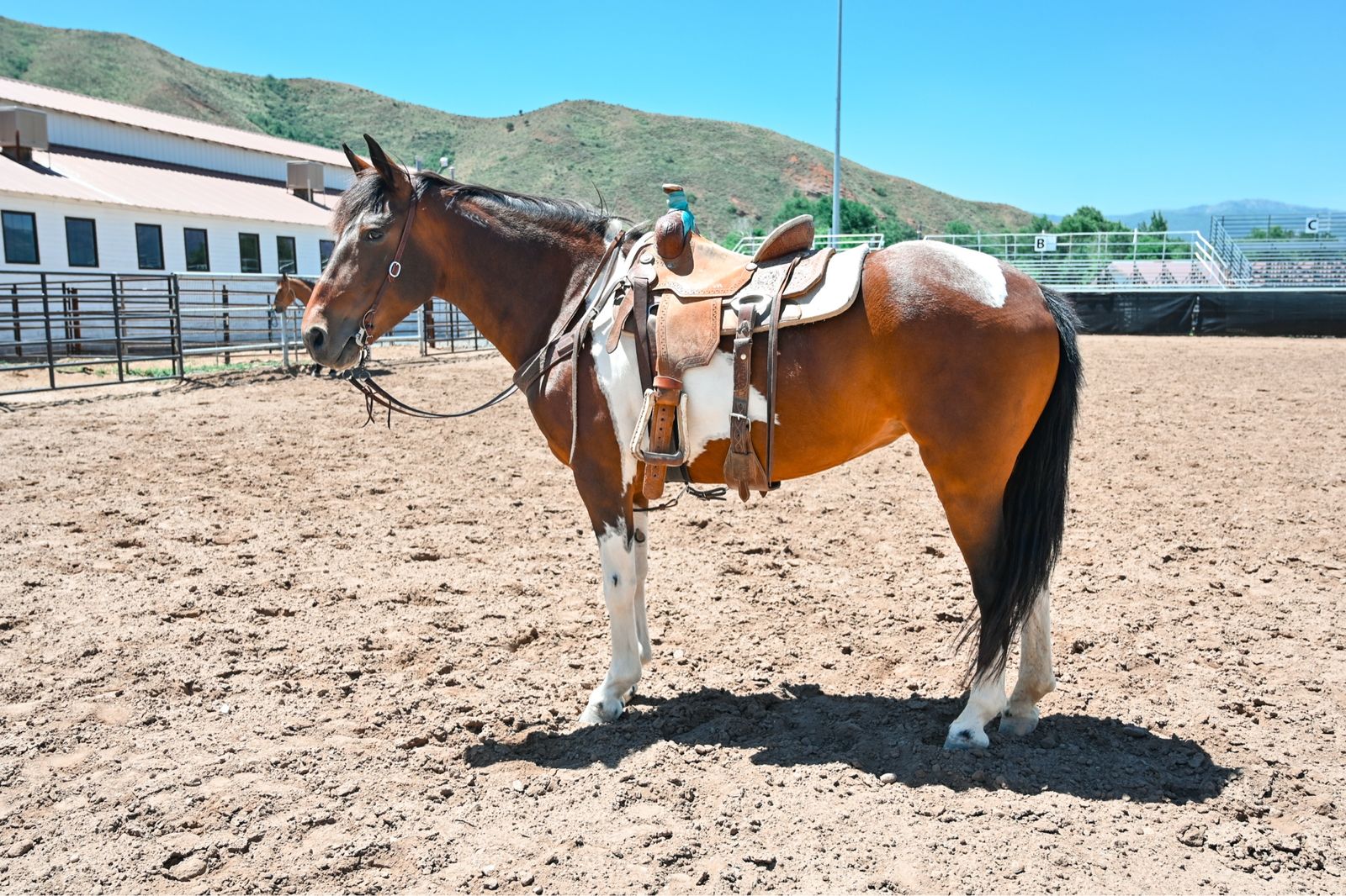10 Year old Mare