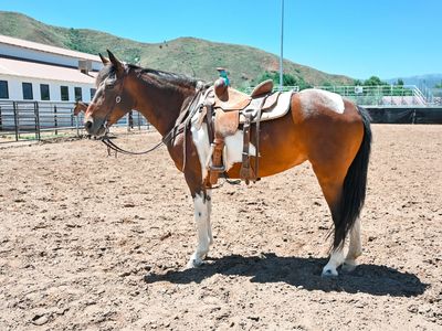 10 Year old Mare