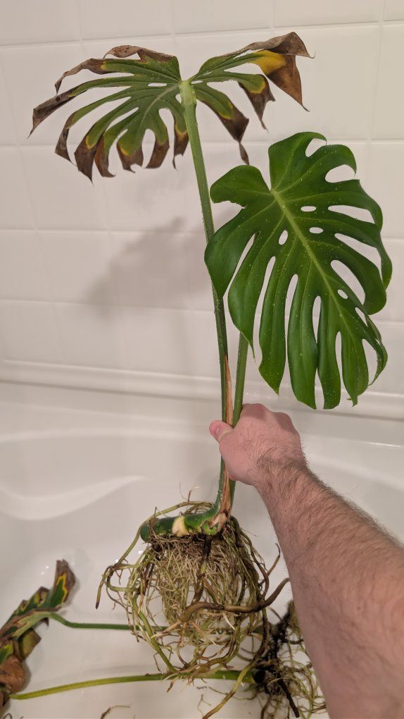 Monstera Deliciosa Cutting Rooted in Water.