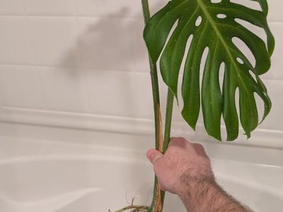 Monstera Deliciosa Cutting Rooted in Water.