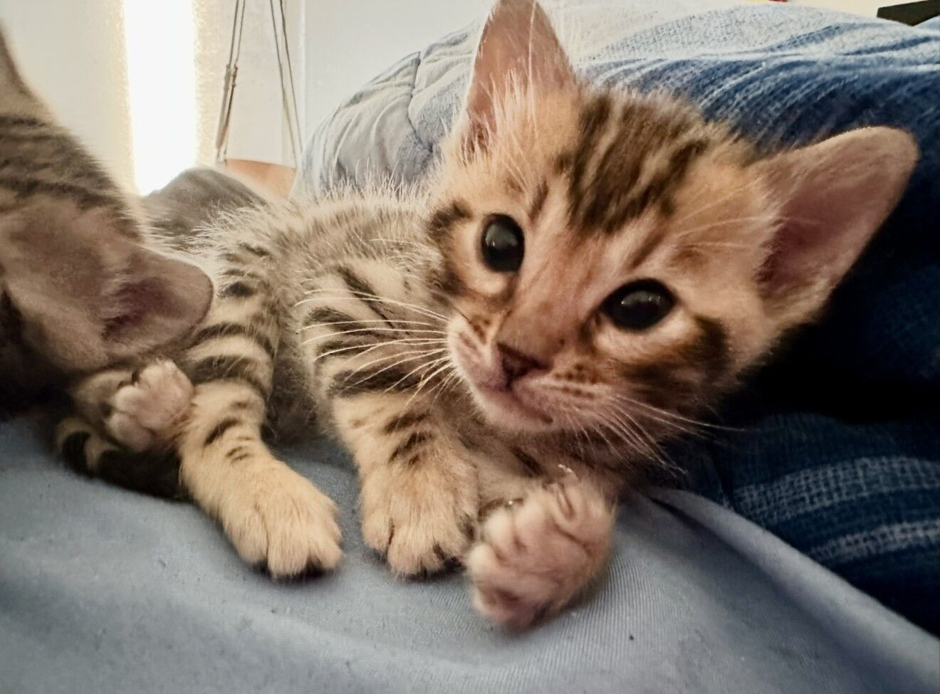 GORGEOUS BENGAL KITTENS (Cats)