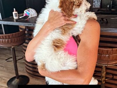 Stunning Trained Mini Goldendoodles Boy!