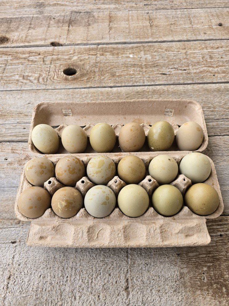 Olives Egger Hatching Eggs