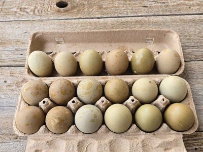 Olives Egger Hatching Eggs