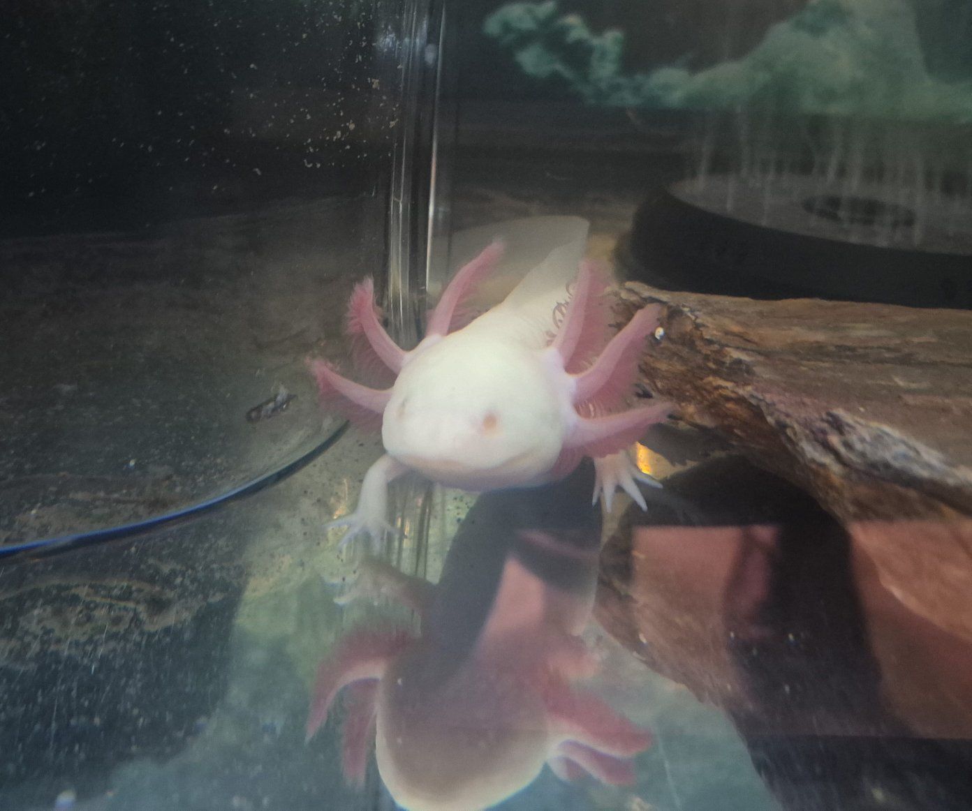 Albino Axolotl
