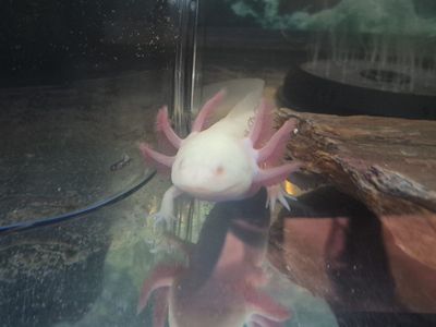 Albino Axolotl