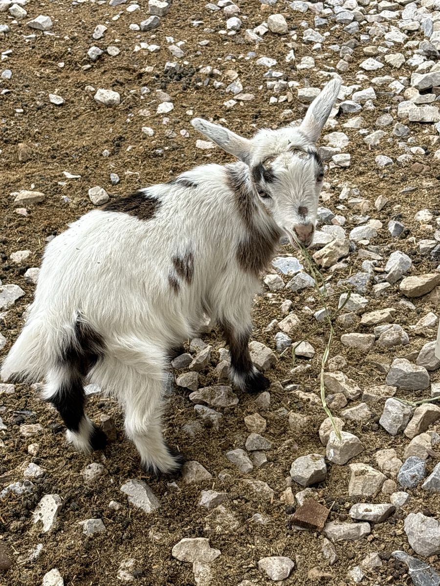 Sweet Nigerian Dwarf Doeling