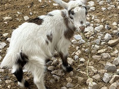 Sweet Nigerian Dwarf Doeling