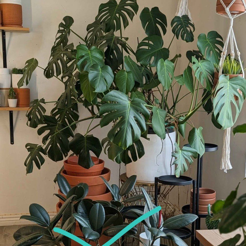 HUGE Monstera Houseplant