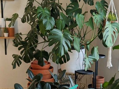 HUGE Monstera Houseplant