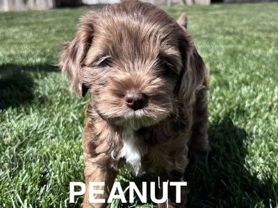Cockapoo Puppy!