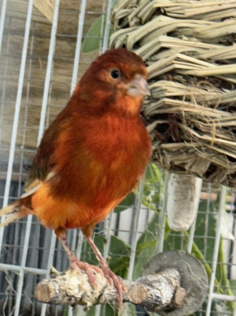Dark Red /Orange Canarie Male