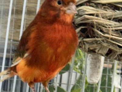 Dark Red /Orange Canarie Male