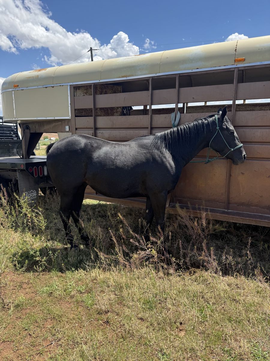 3 year old grade black gelding