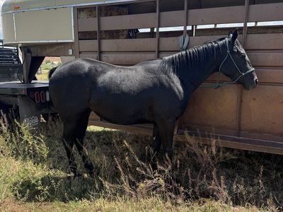 3 year old grade black gelding