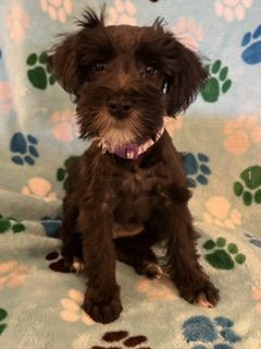 Miniature Schnauzer Puppy - Meet Integrity! Hypoallergenic & Adorable