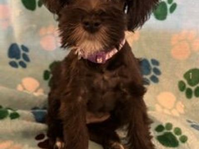 Miniature Schnauzer Puppy - Meet Integrity! Hypoallergenic & Adorable