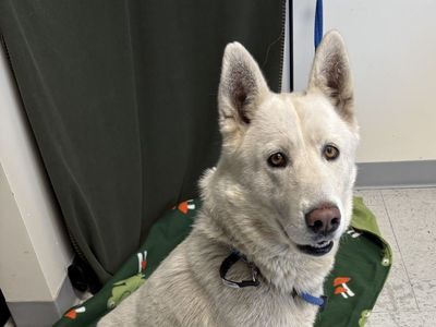 A161272 Lane is Available for Adoption!