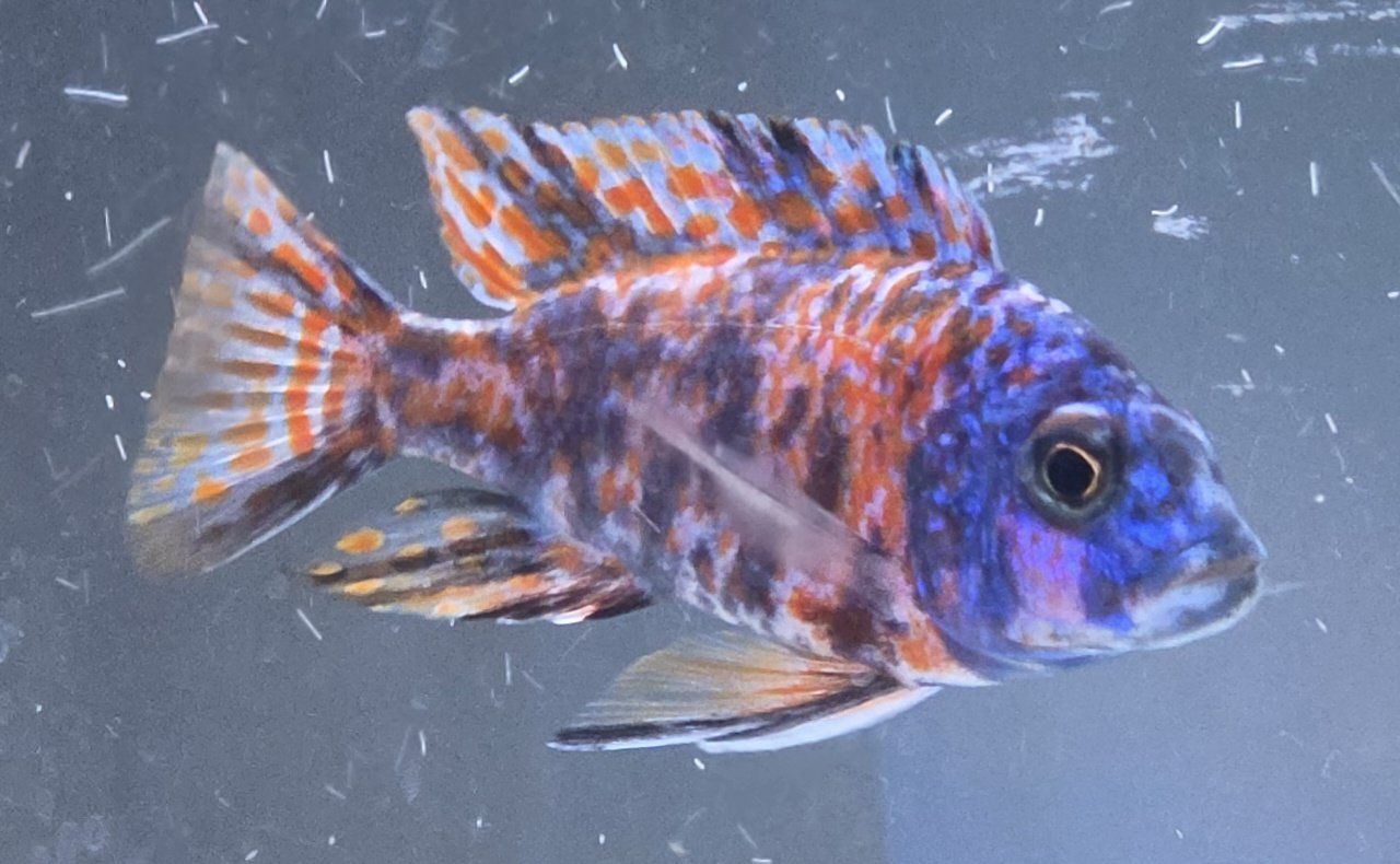 Colorful African Cichlid Fish - These are captain America OB peacocks fry from the male in the picture.