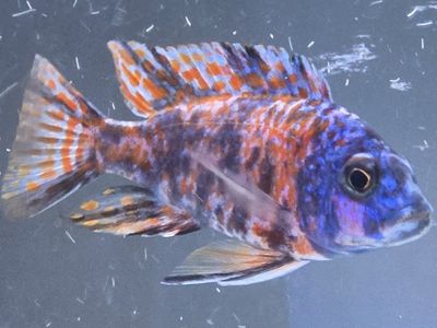 Colorful African Cichlid Fish - These are captain America OB peacocks fry from the male in the picture.