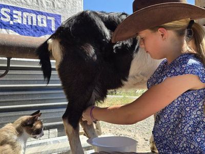 Got milk???, Milk goats for sale!