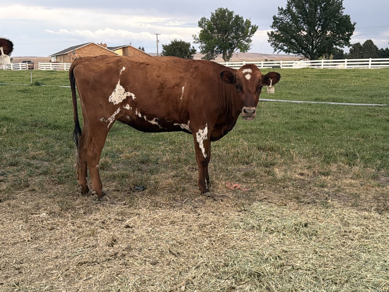 Family Milk cows