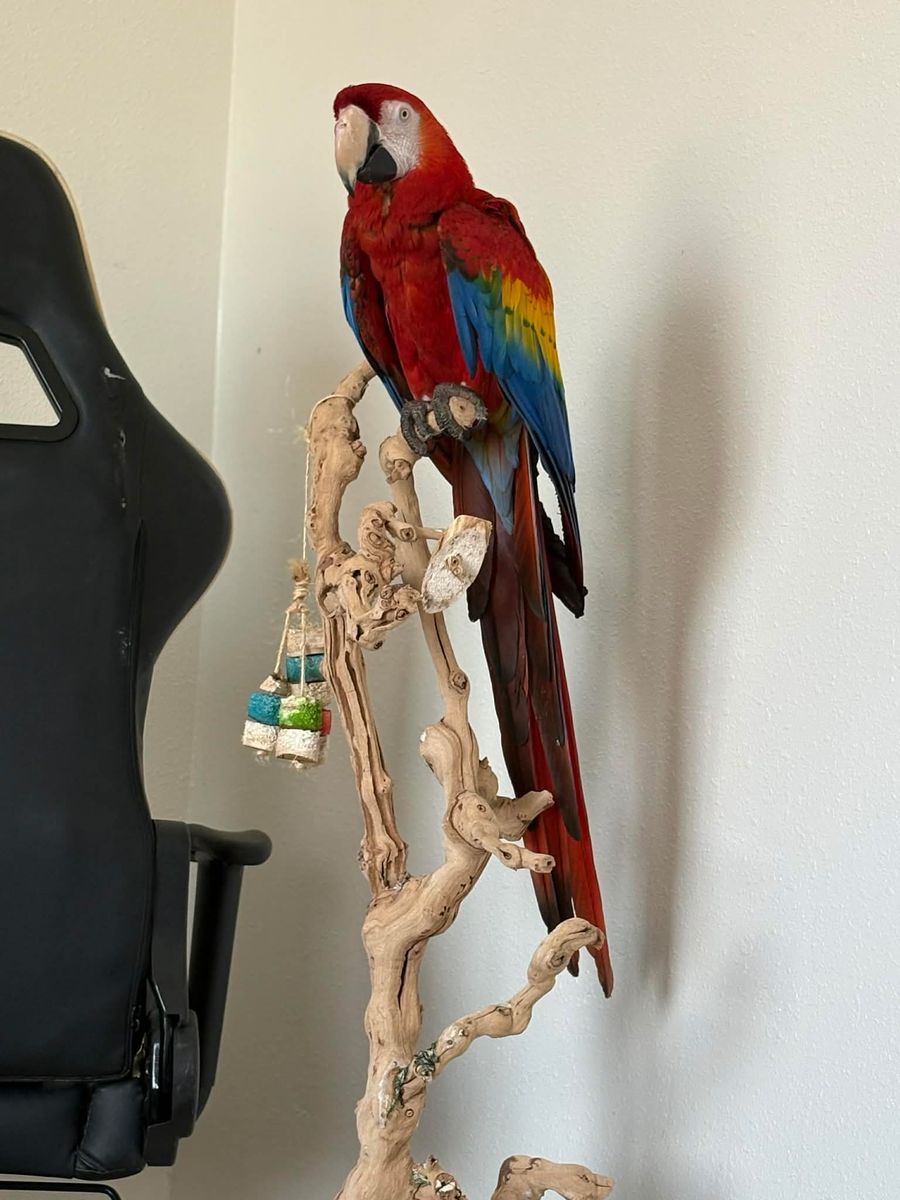 Male Scarlet Macaw