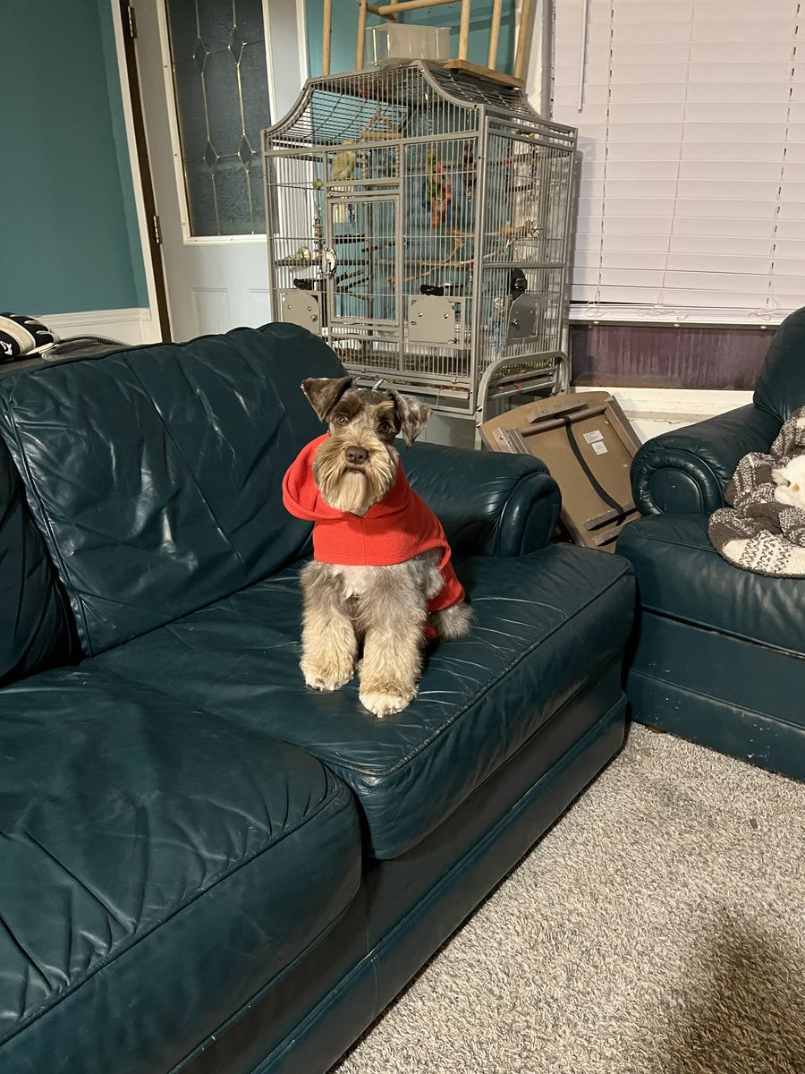 Upcoming AKC health tested min schnauzer puppies