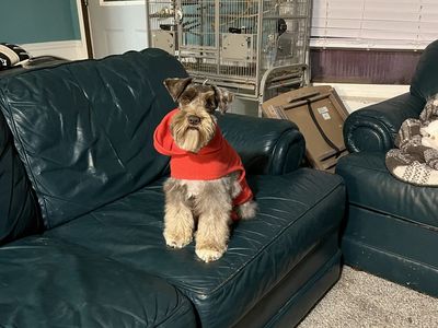 Upcoming AKC health tested min schnauzer puppies