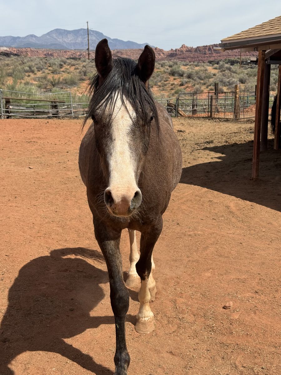 3 Year Old Purebred Arabian Gelding